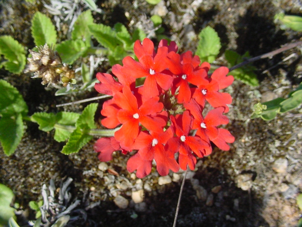 Foto Glandularia Peruviana